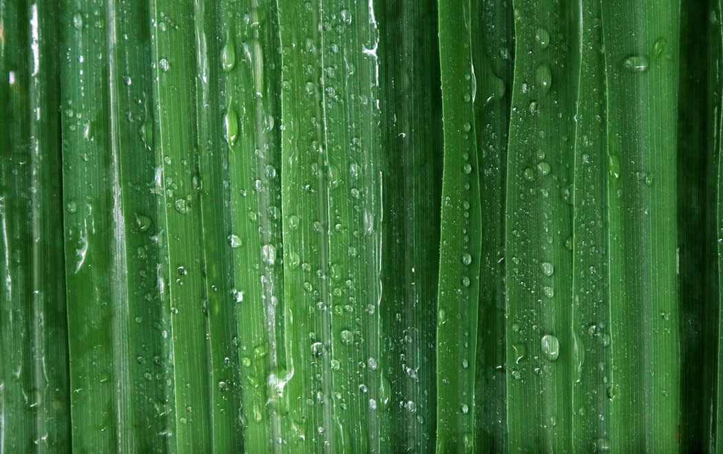 GARDENS Herbal Tea Fun Fiber