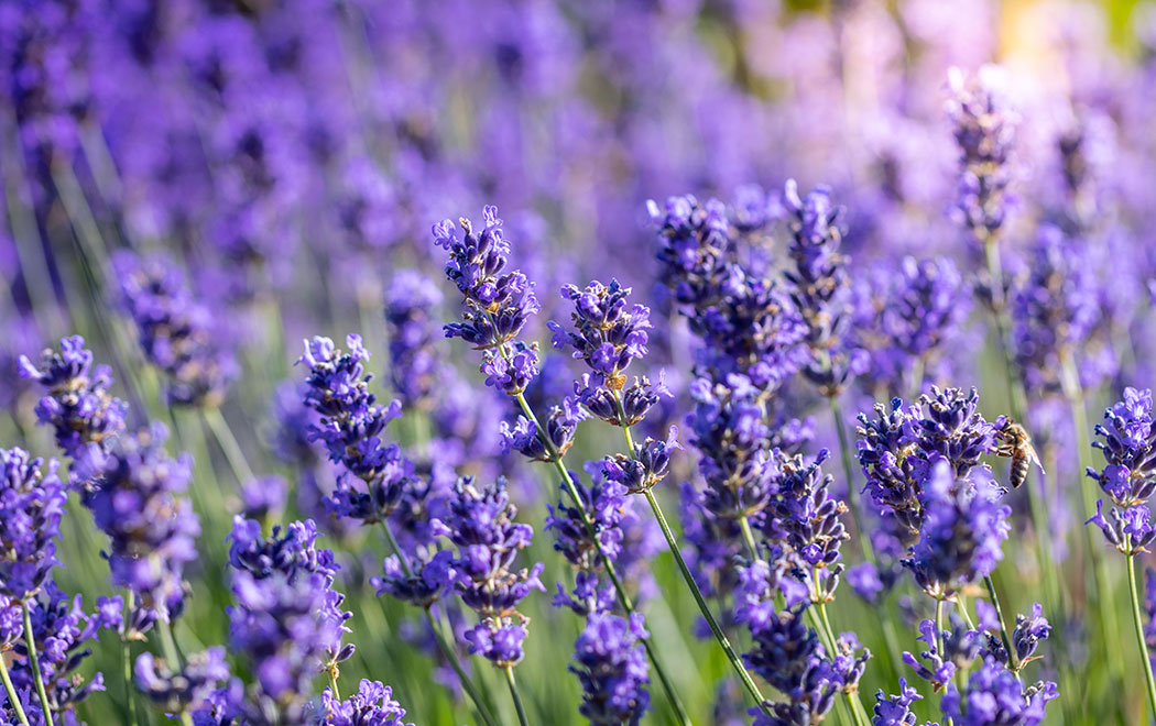 GARDENS Herbal Tea Fun Fiber